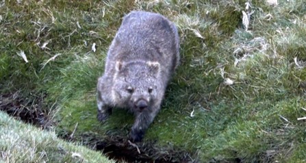 Close-up of a wombat in the grass.