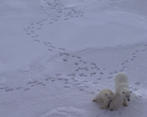 Polar bears in the Arctic